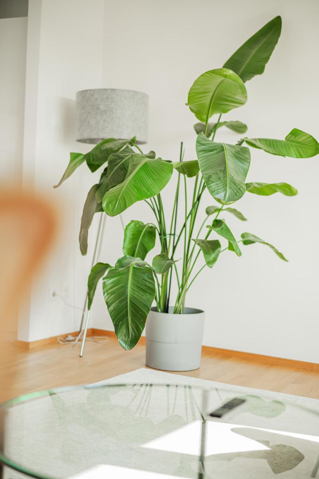 Central 60M2 Suite 10 Min Walk From Main Station Wien Eksteriør bilde